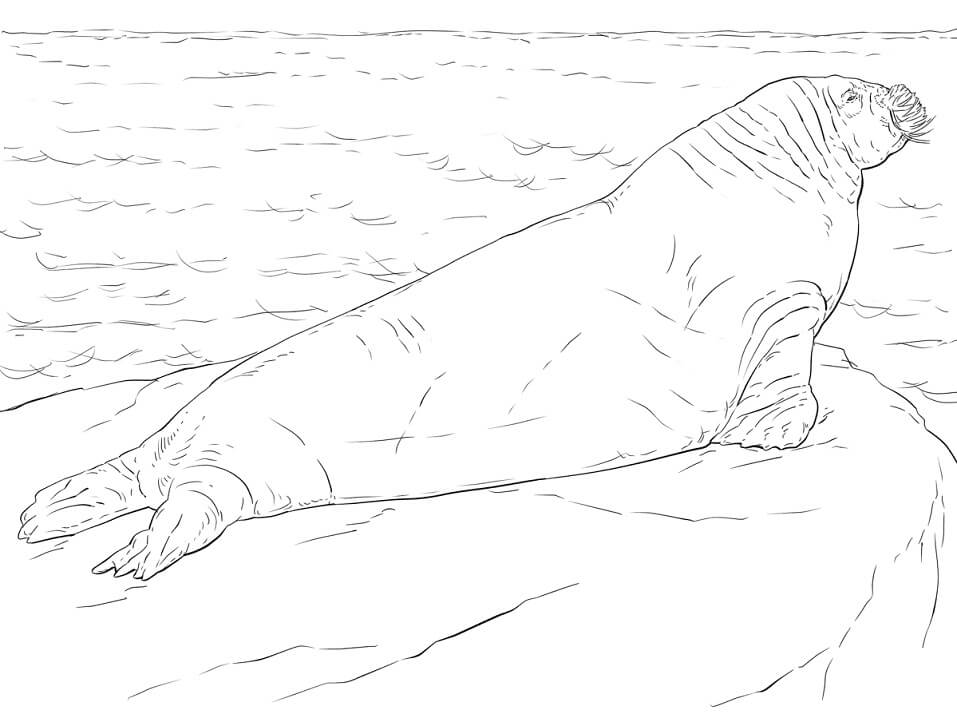 Realistic Walrus Coloring Page
