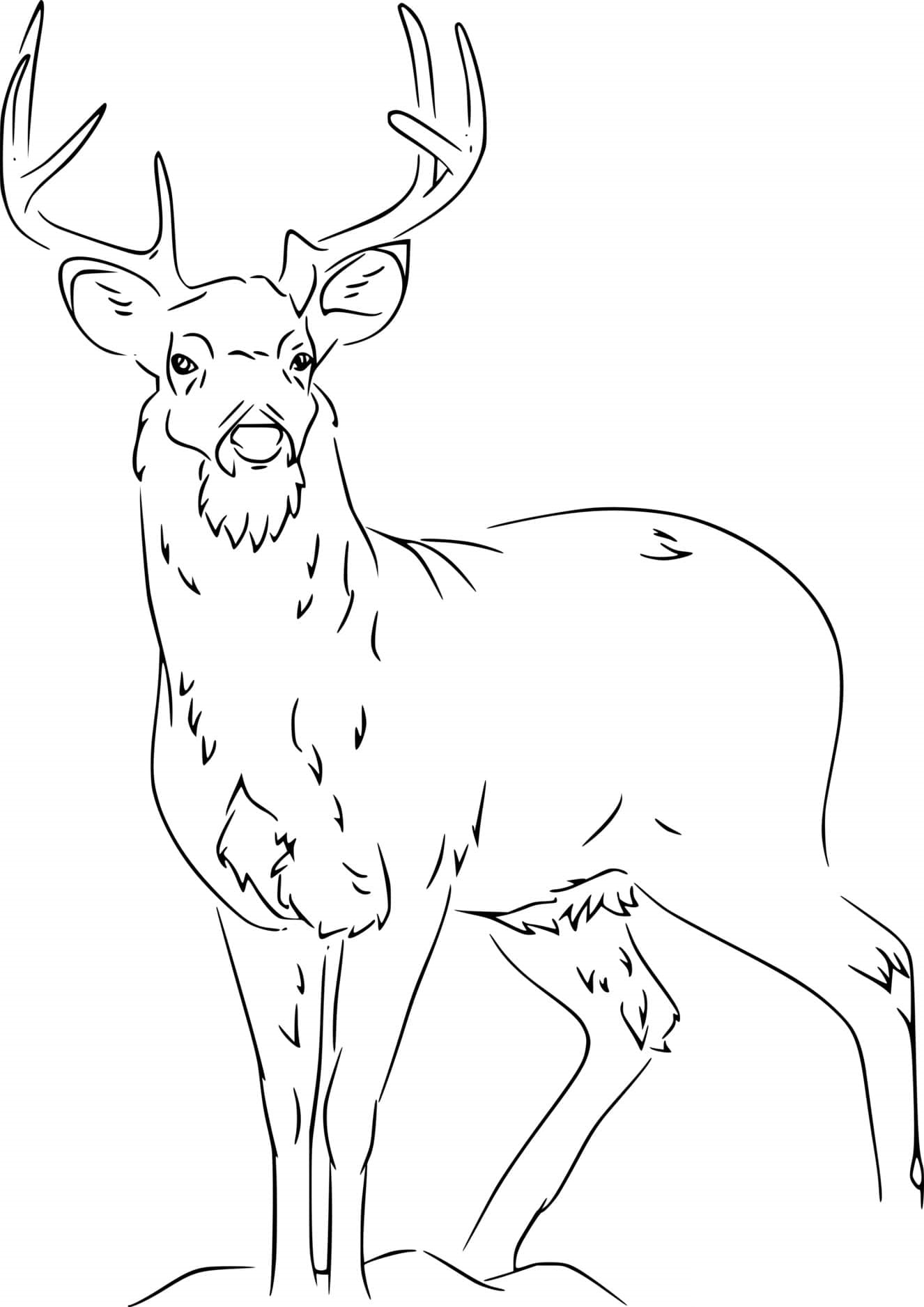 Realistic White Tailed Deer Coloring Page