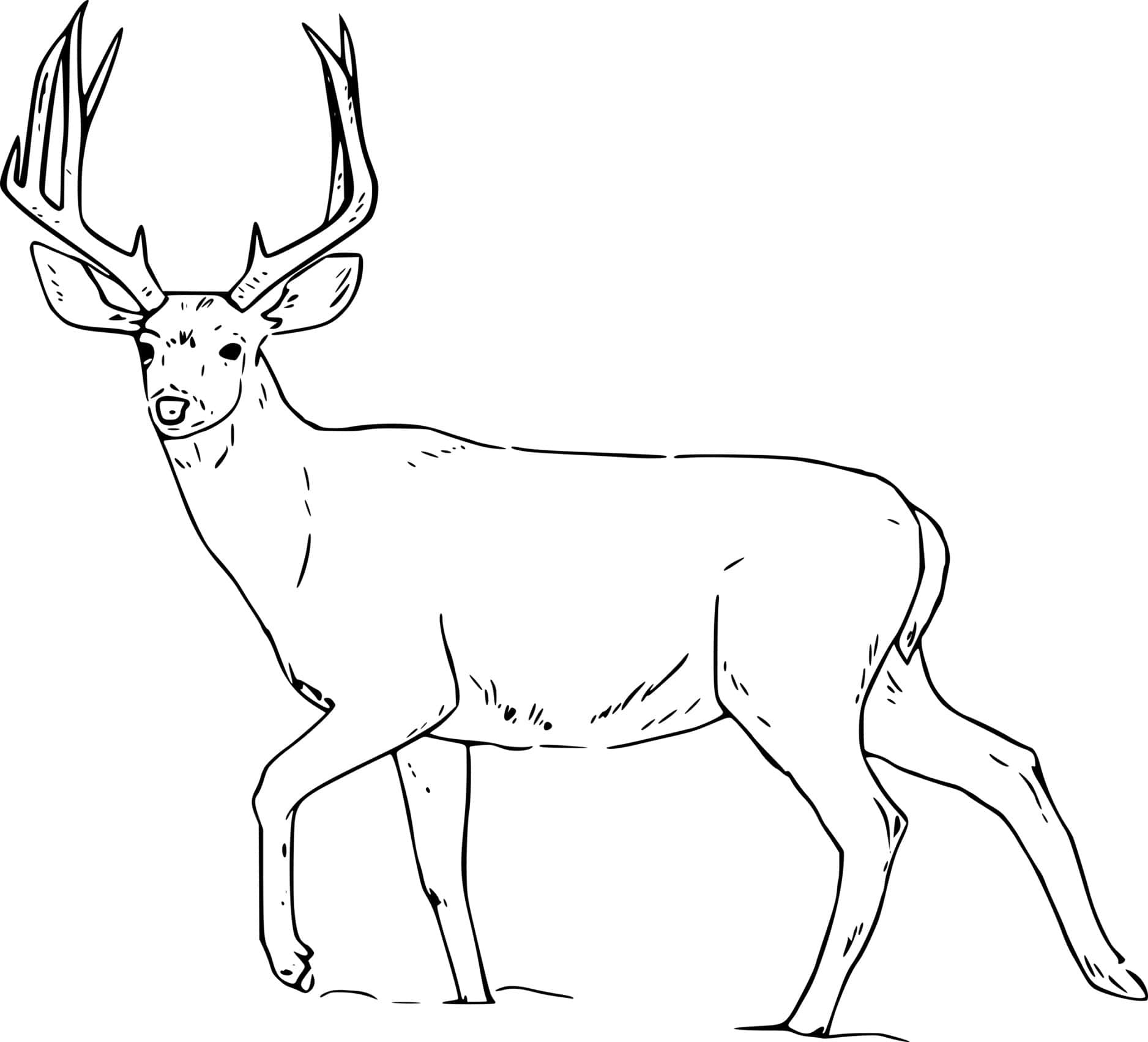 Realistic Whitetail Walking Coloring Page