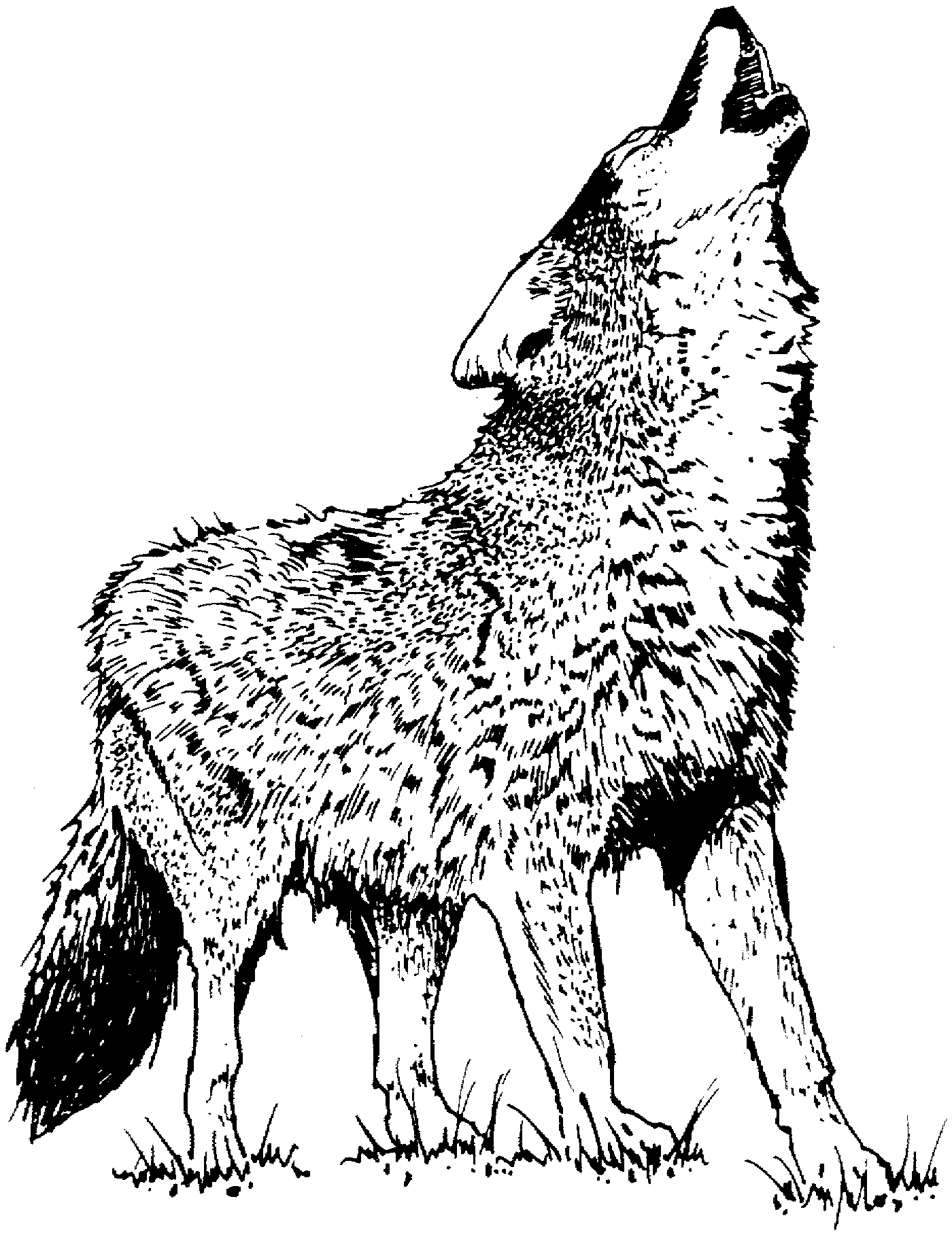 Realistic Wolf 2 Coloring Page