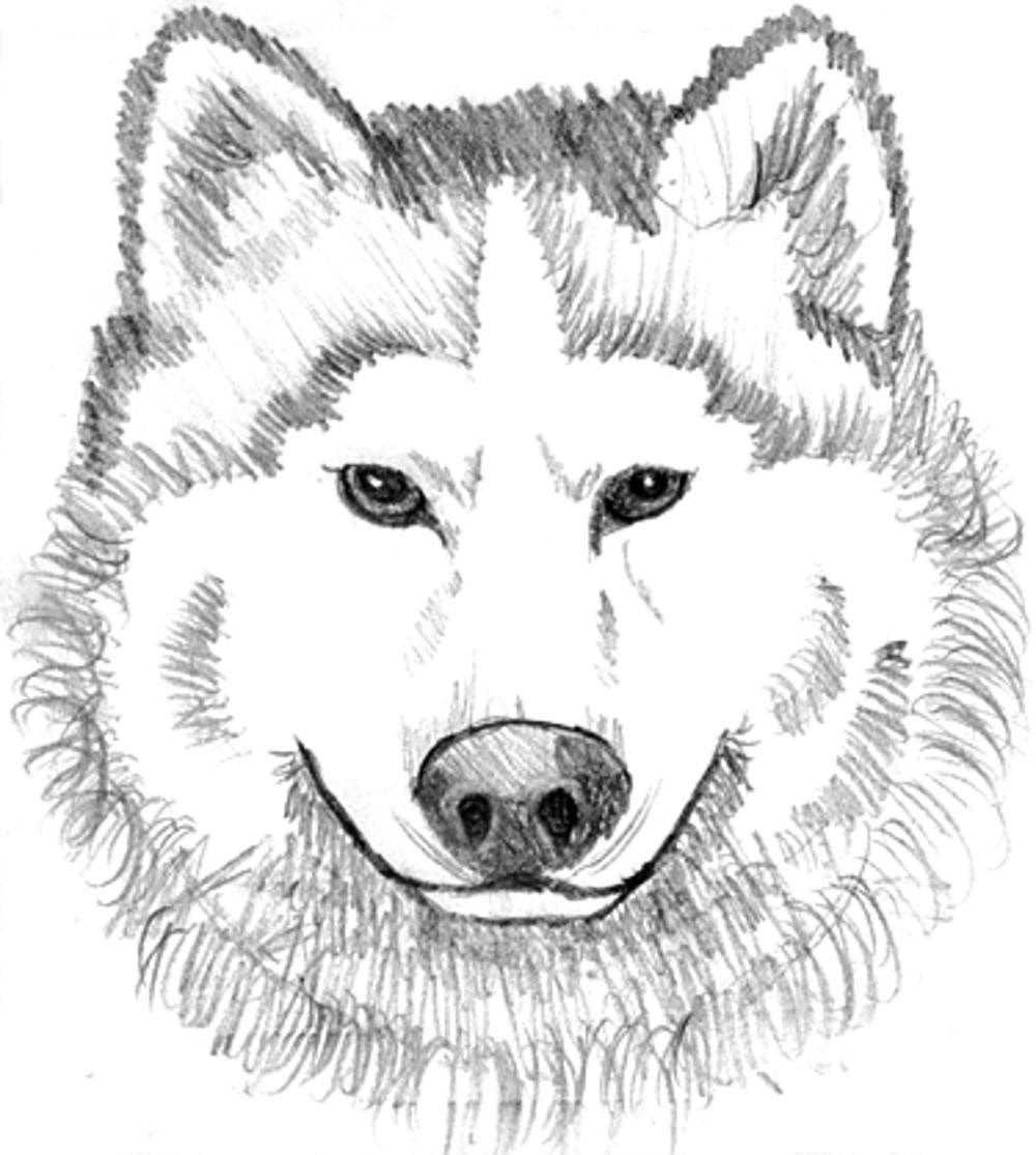 Realistic Wolf Face Coloring Page