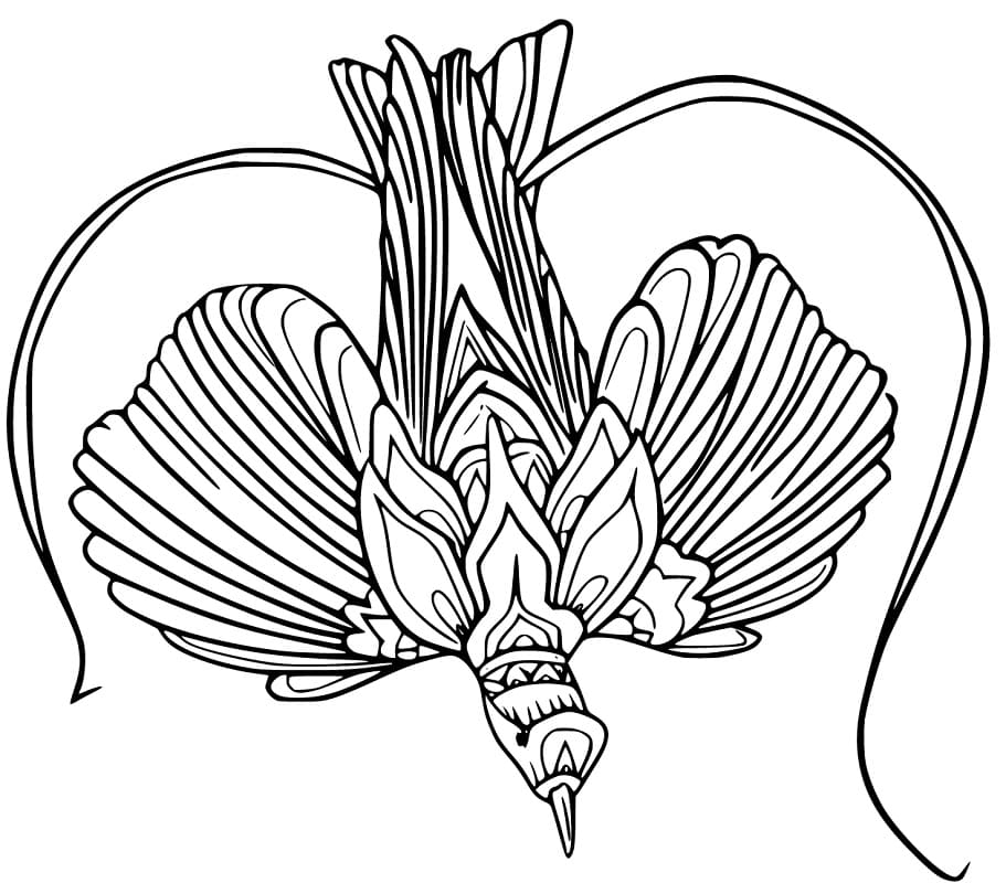 Red Bird of Paradise Coloring Page