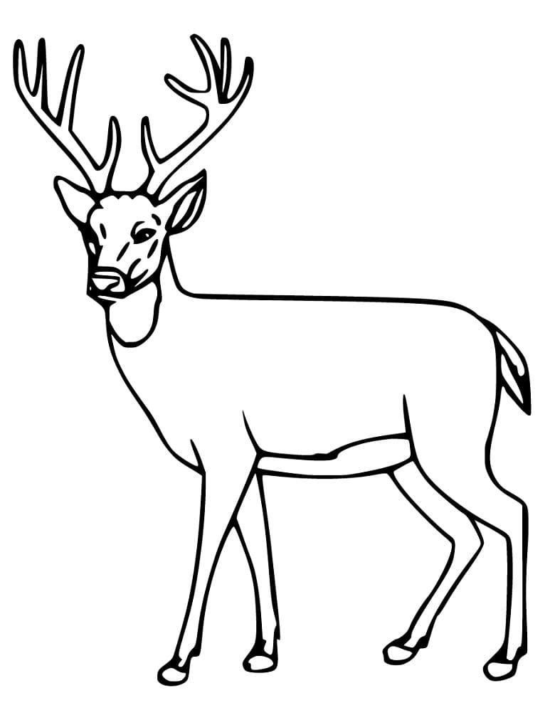 Red Deer Printable