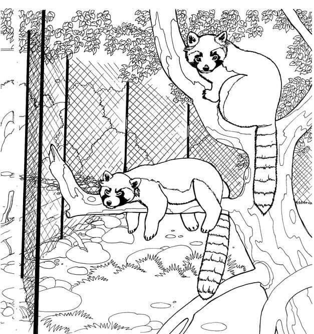Red Panda in Zoo Coloring Page