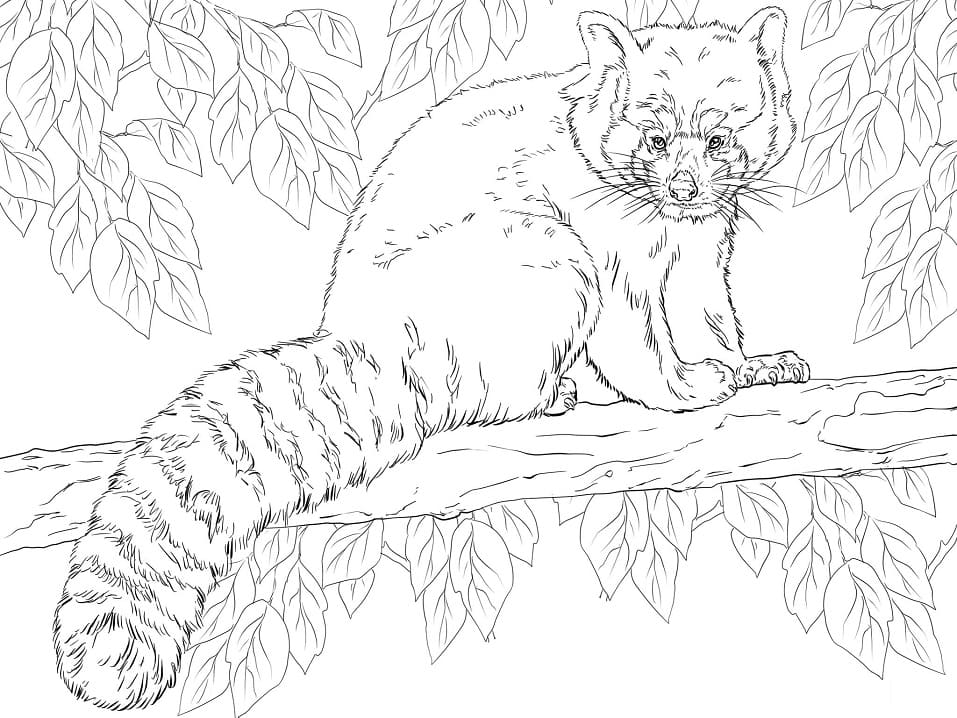 Red Panda on a Branch Coloring Page