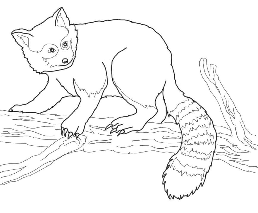 Red Panda on Tree Coloring Page