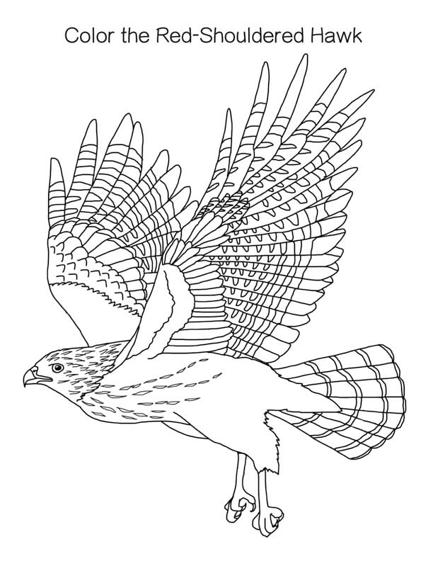 Red-shouldered Hawk Coloring Page