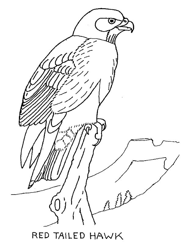 Red-tailed Hawk 1 Coloring Page