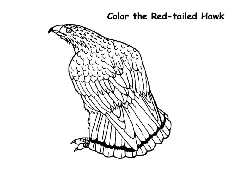 Red-tailed Hawk 2 Coloring Page