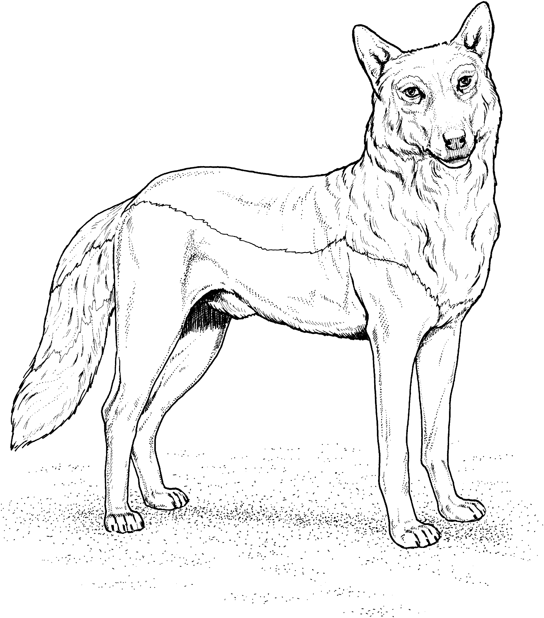 Red Wolf Coloring Page