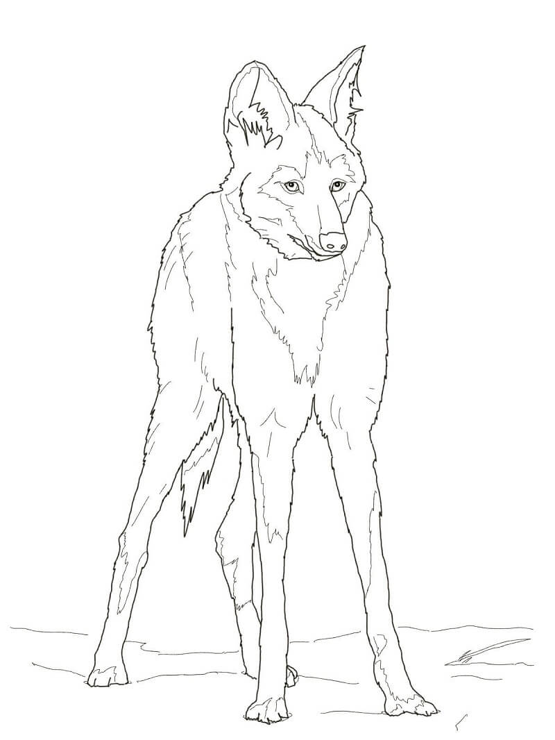 Reddish Maned Wolf Coloring Page