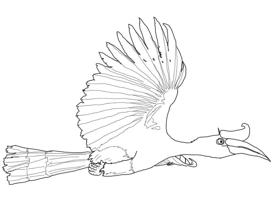 Rhinoceros Hornbill 1