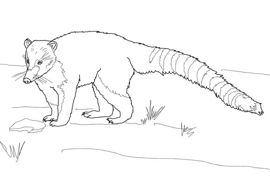 Ring Tailed Coati Coloring Page