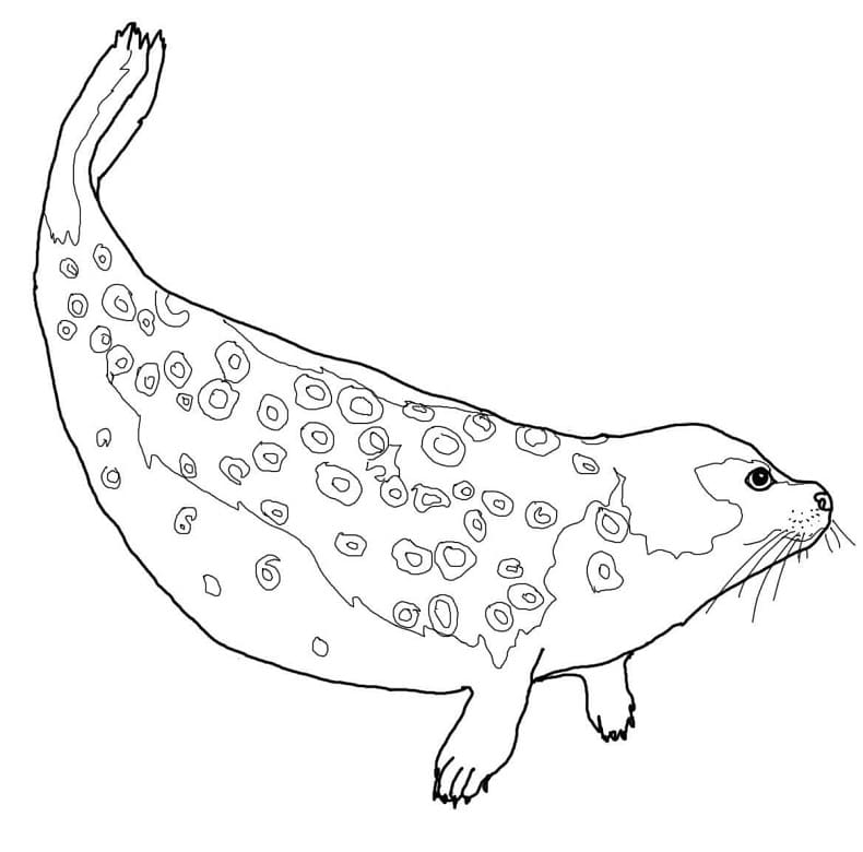 Ringed Seal Coloring Page