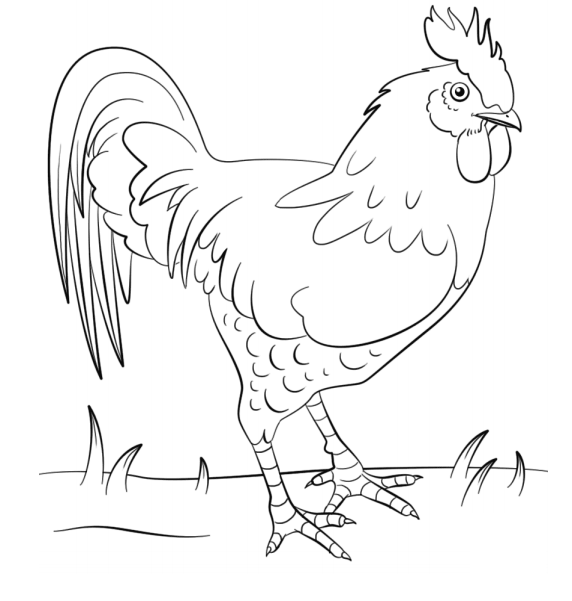 Rooster On Grass Coloring Page