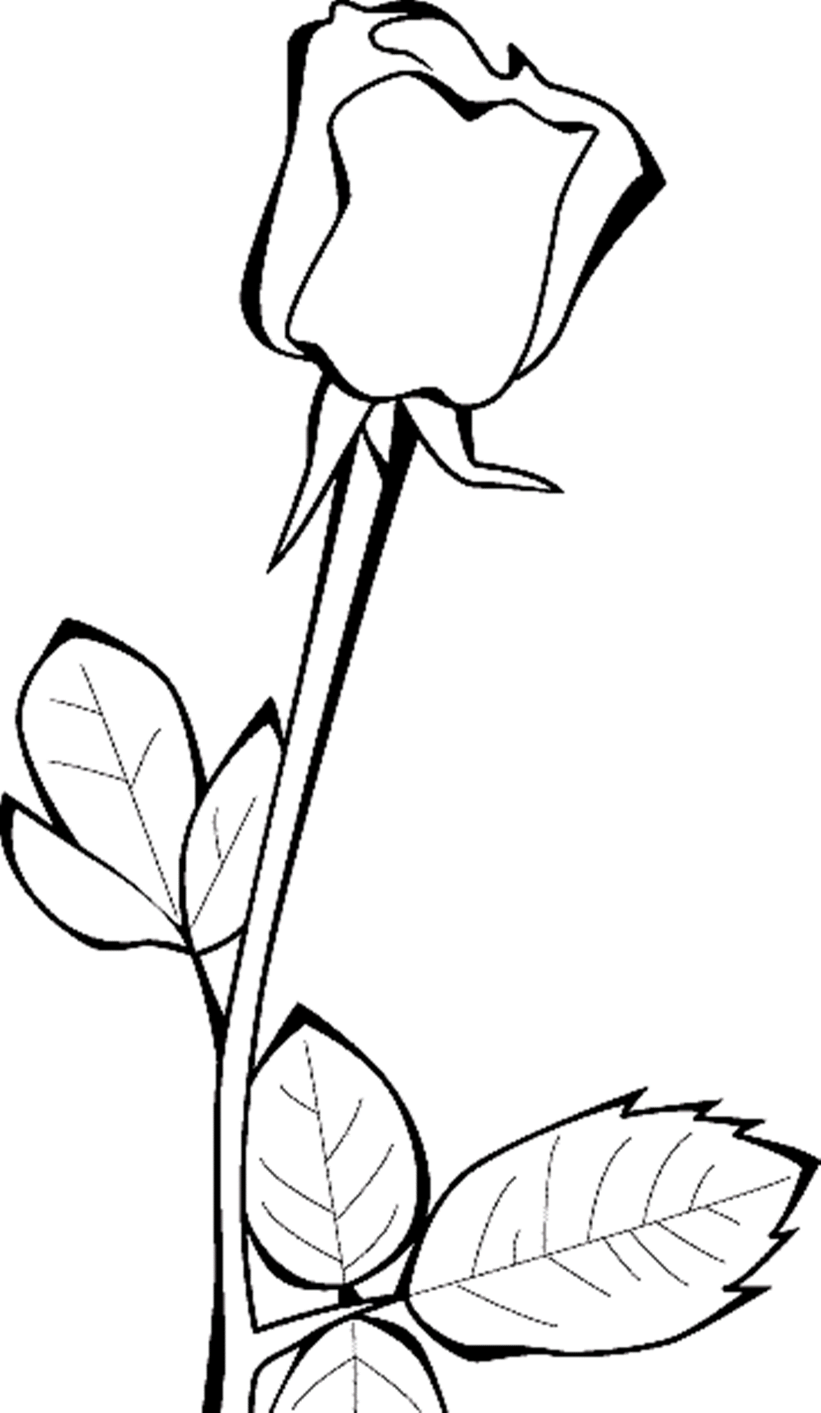 Rose Flowers Real Coloring Page