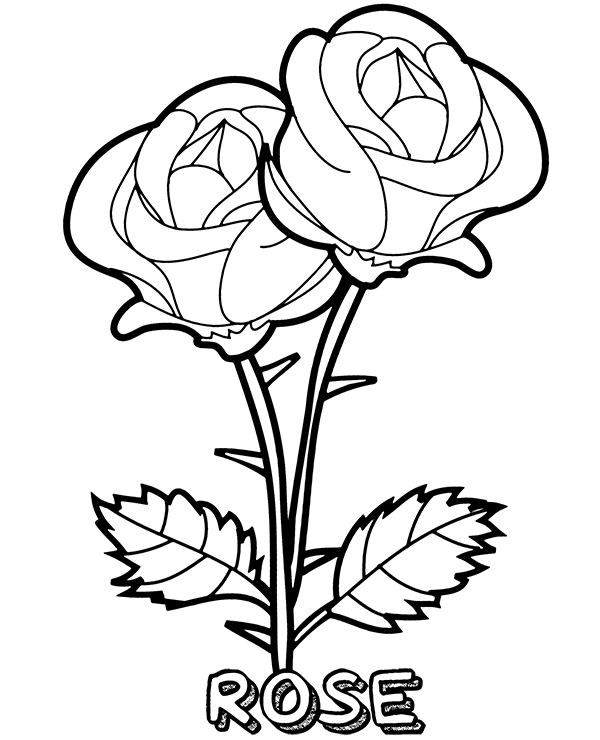 Rose Two Flowers Coloring Page