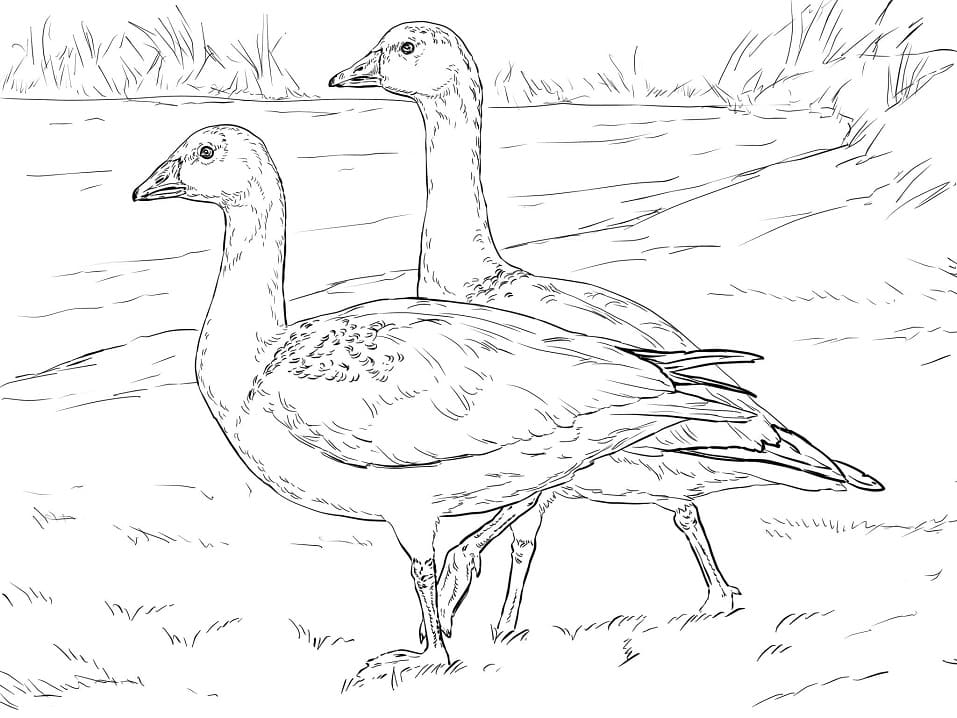 Ross’s Geese