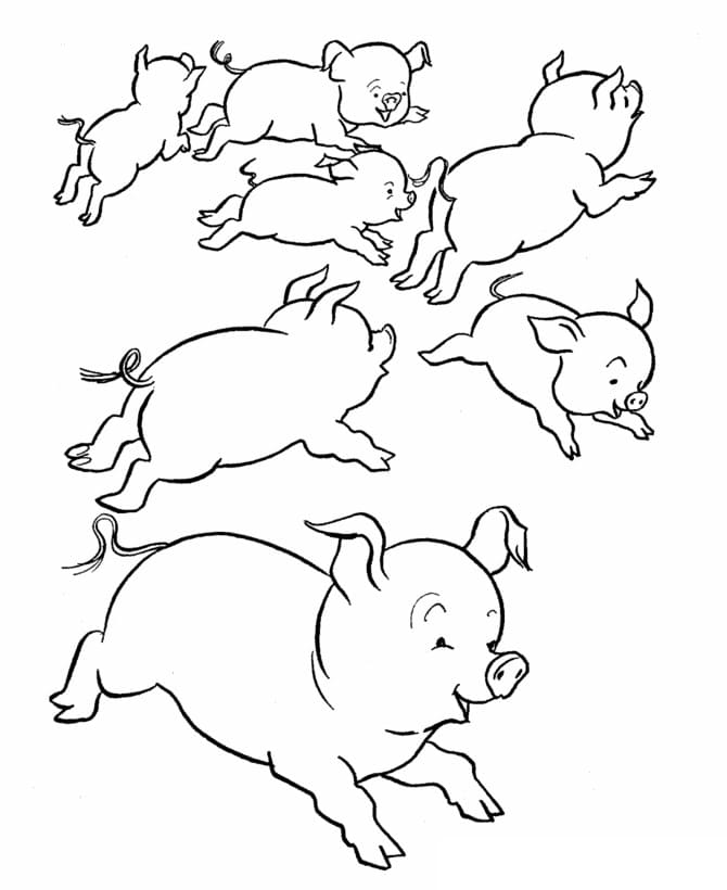 Runaway Pigs