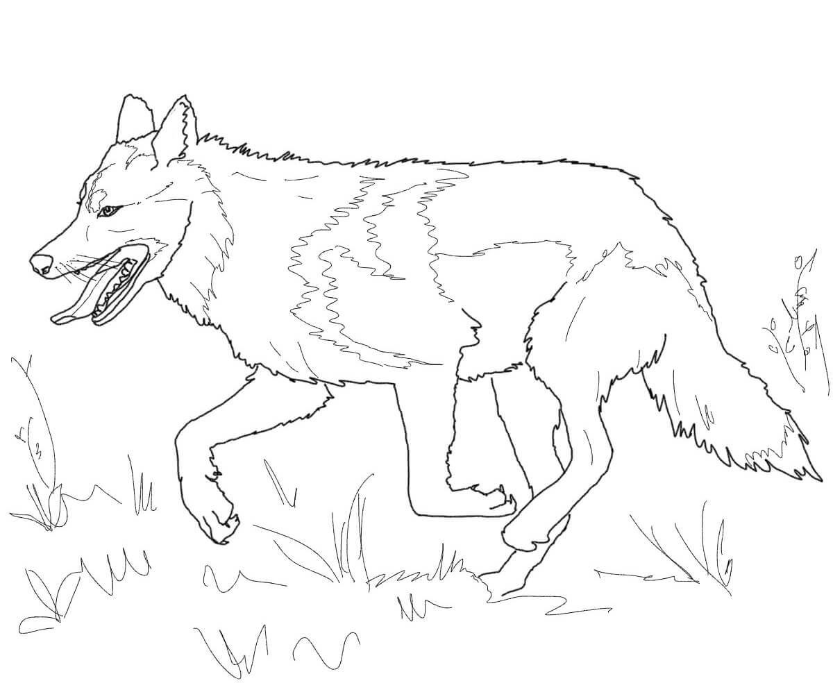 Running Mexican Grey Wolf Coloring Page