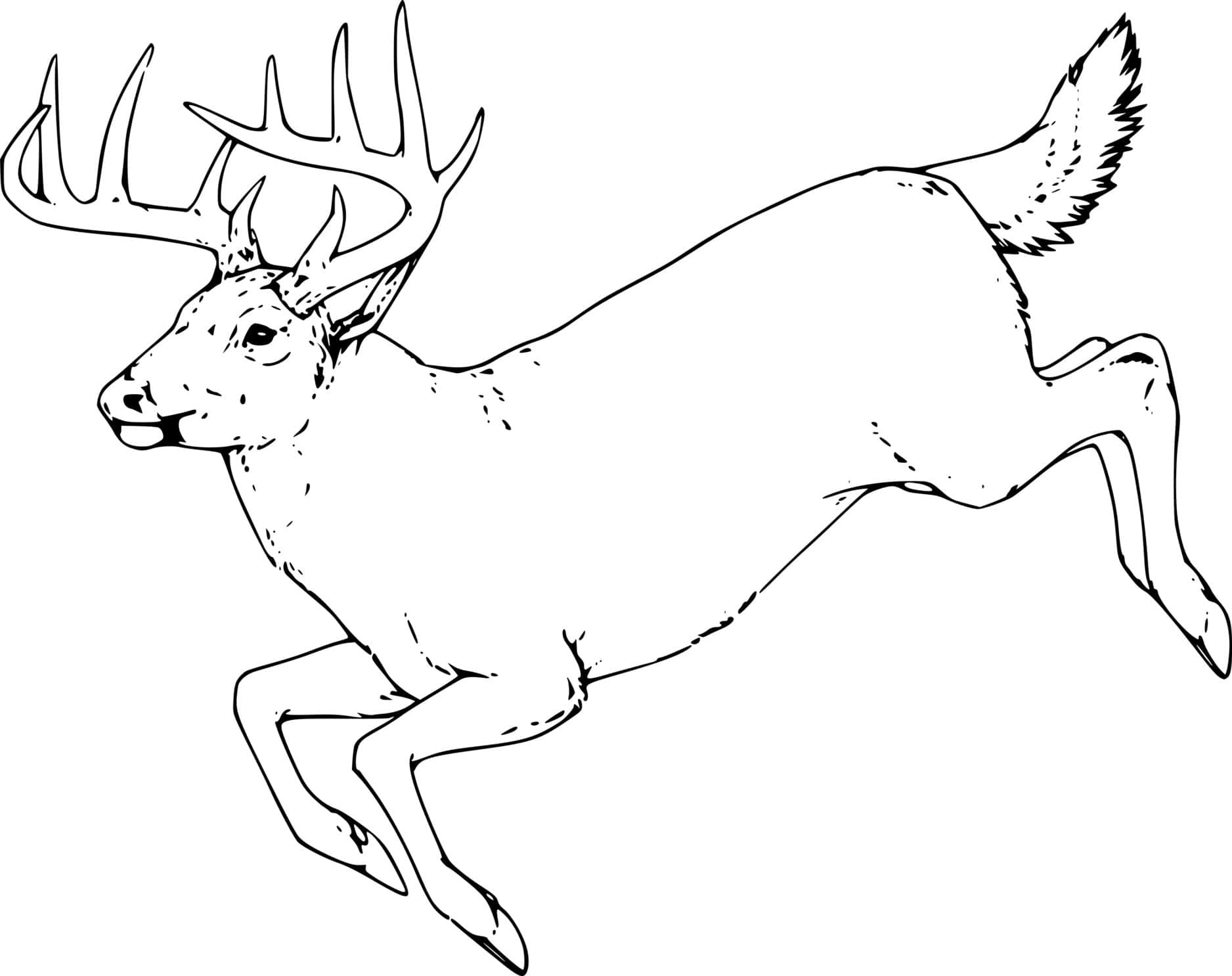 Running Realistic Whitetail Coloring Page