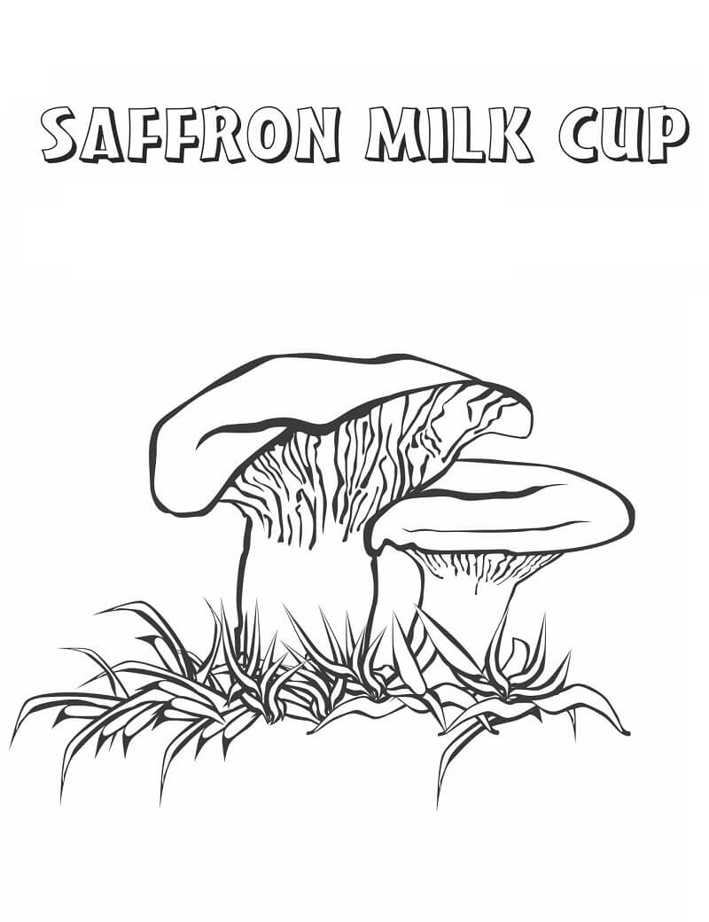 Saffron Milk Cup Mushrooms