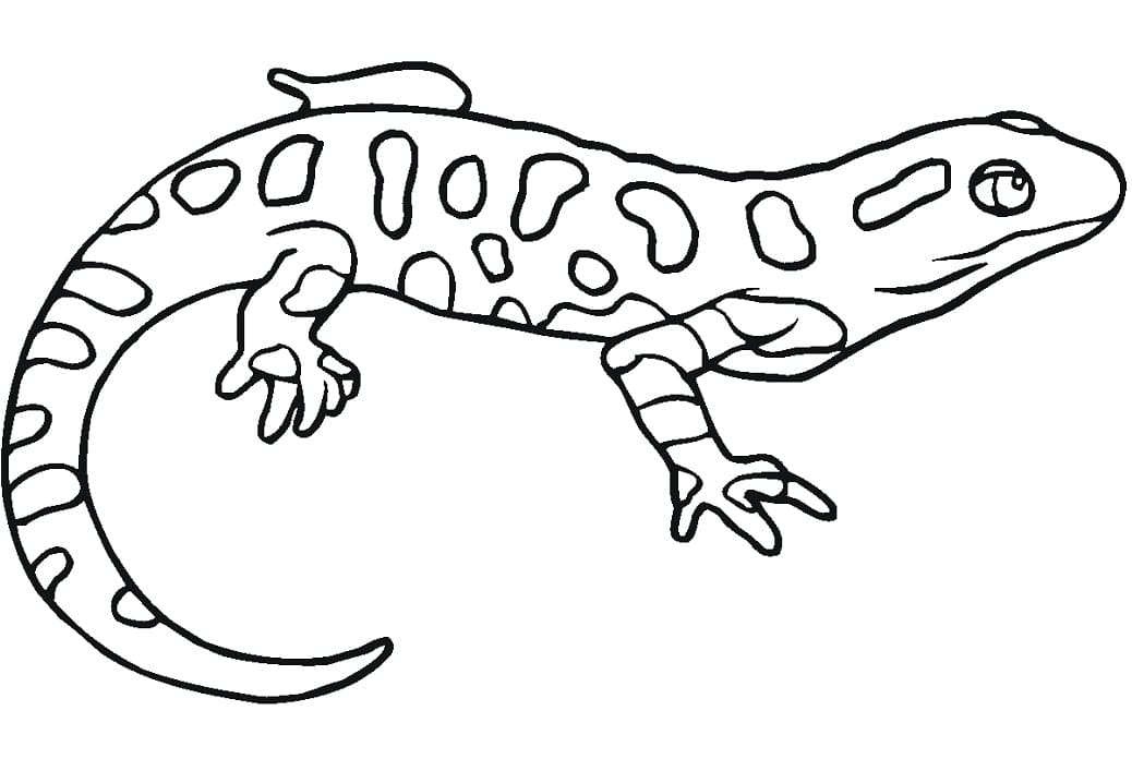 Salamander 8