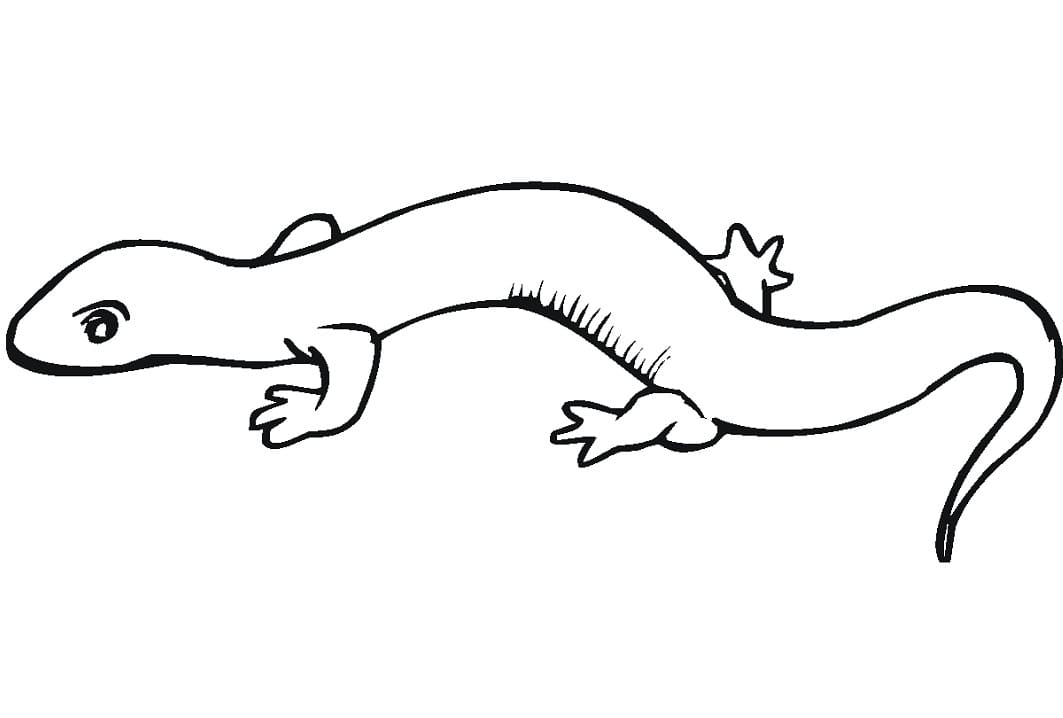 Salamander 9
