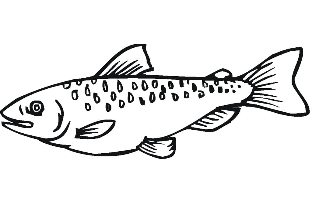 Salmon Image