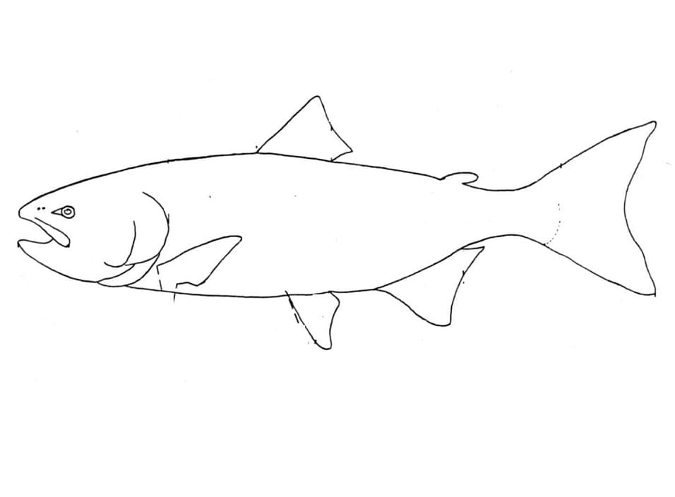 Salmon Sketch
