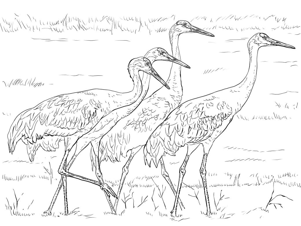 Sandhill Cranes 1 Coloring Page