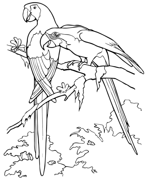 Scarlet Macaw Parrots Coloring Page