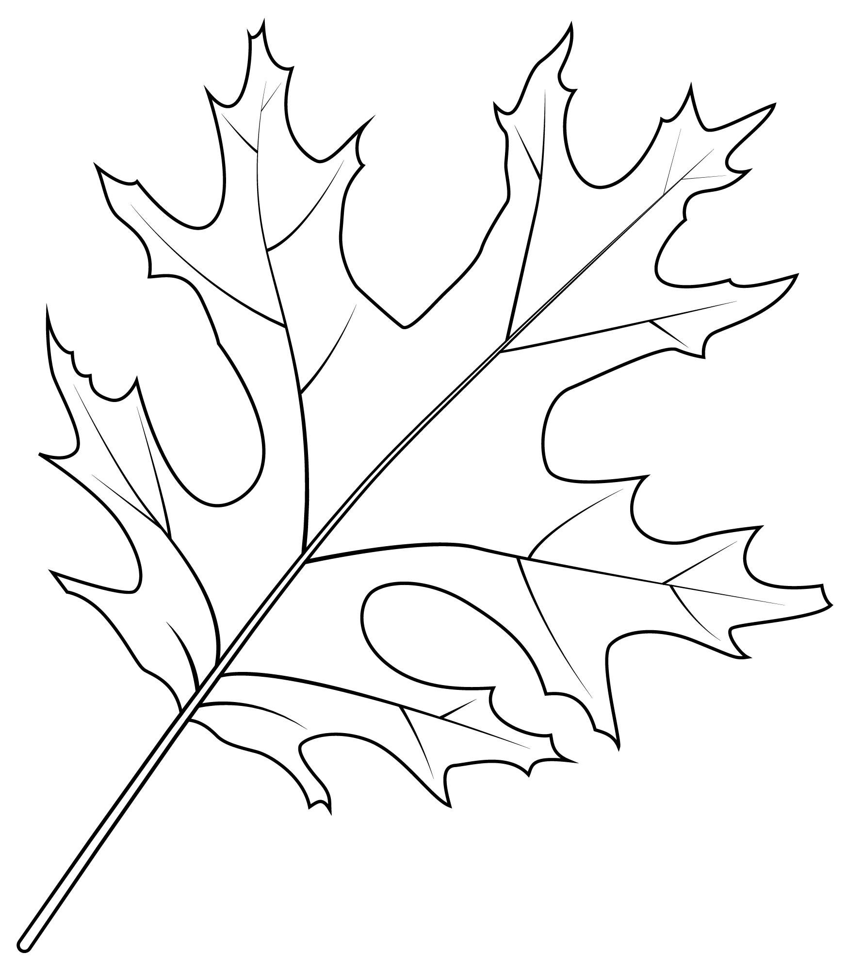 Scarlet Oak Leaf