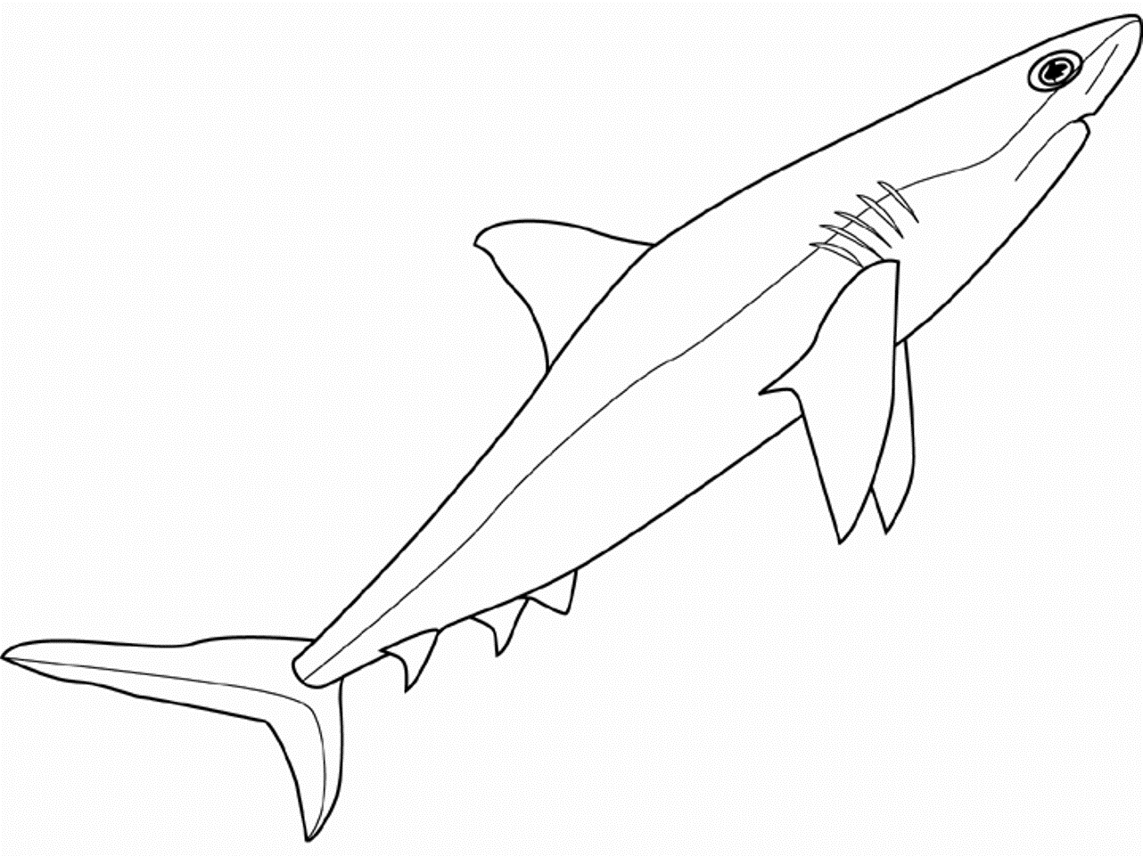 Sea Animals Shark S14bf Coloring Page