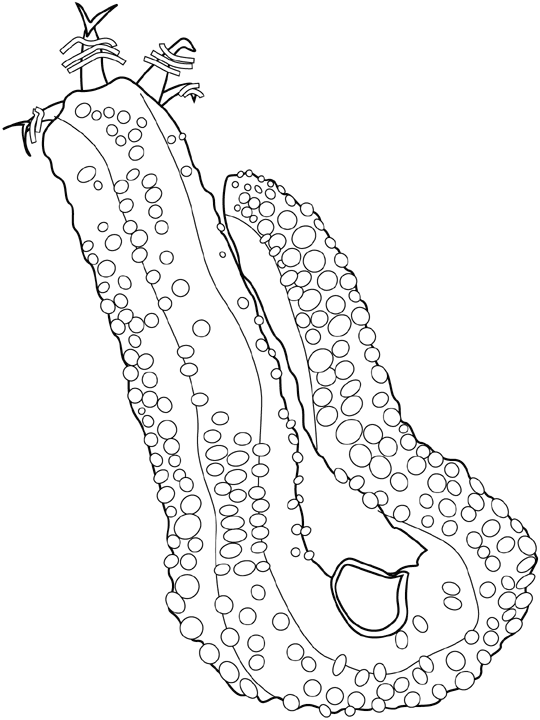Sea Cucumber Coloring Page