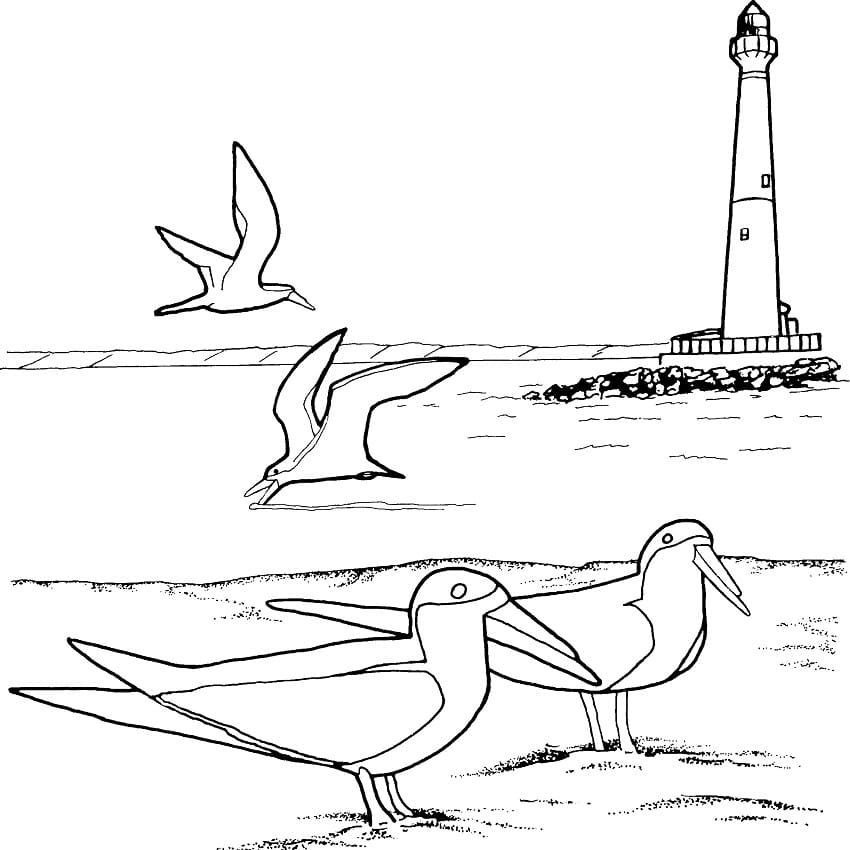 Seagulls and Lighthouse