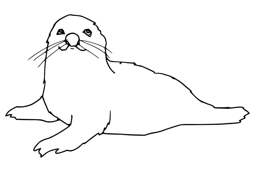 Seal 1 Coloring Page