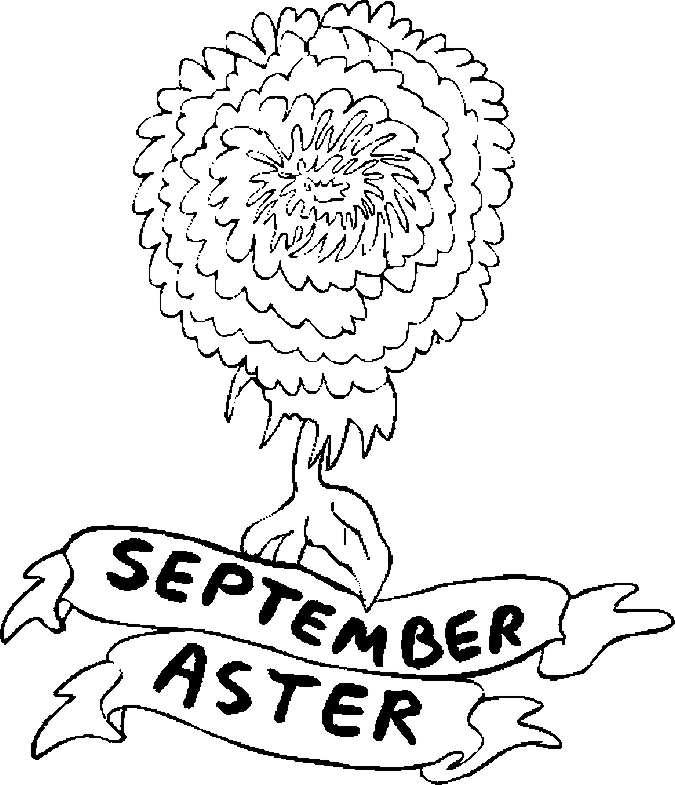 September Aster Flowers