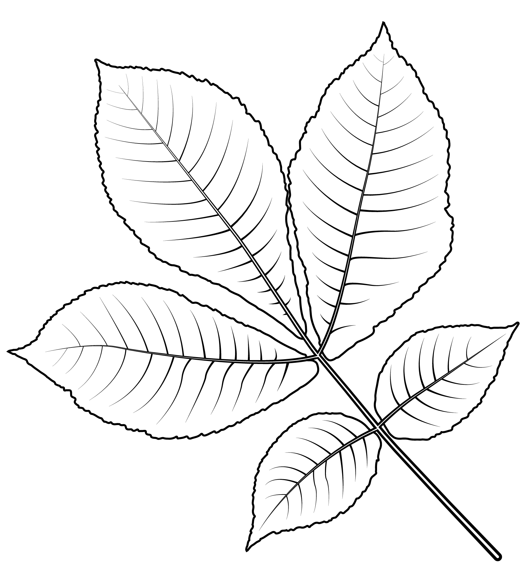 Shagbark Hickory Tree Leaf