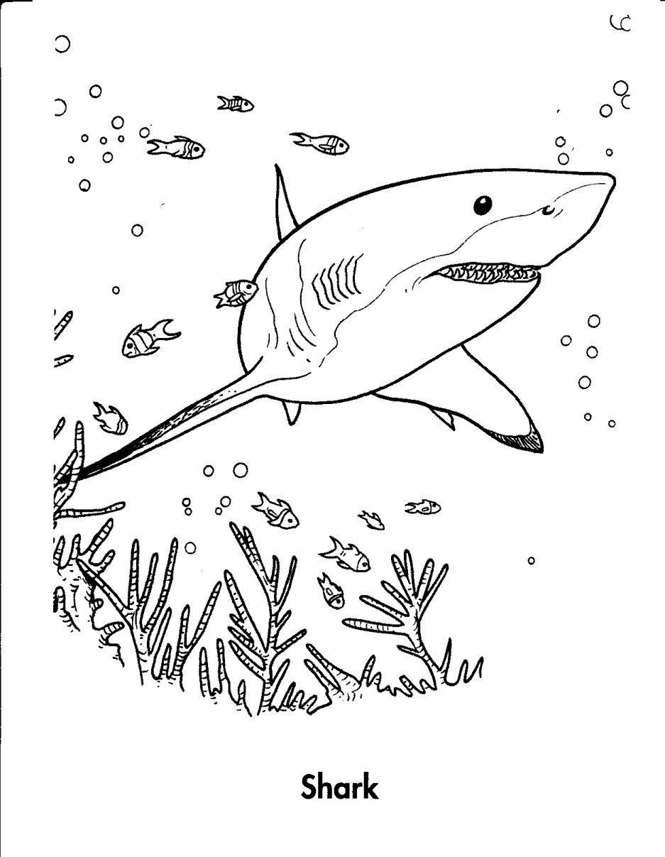 Shark S Sea Animalse526 Coloring Page