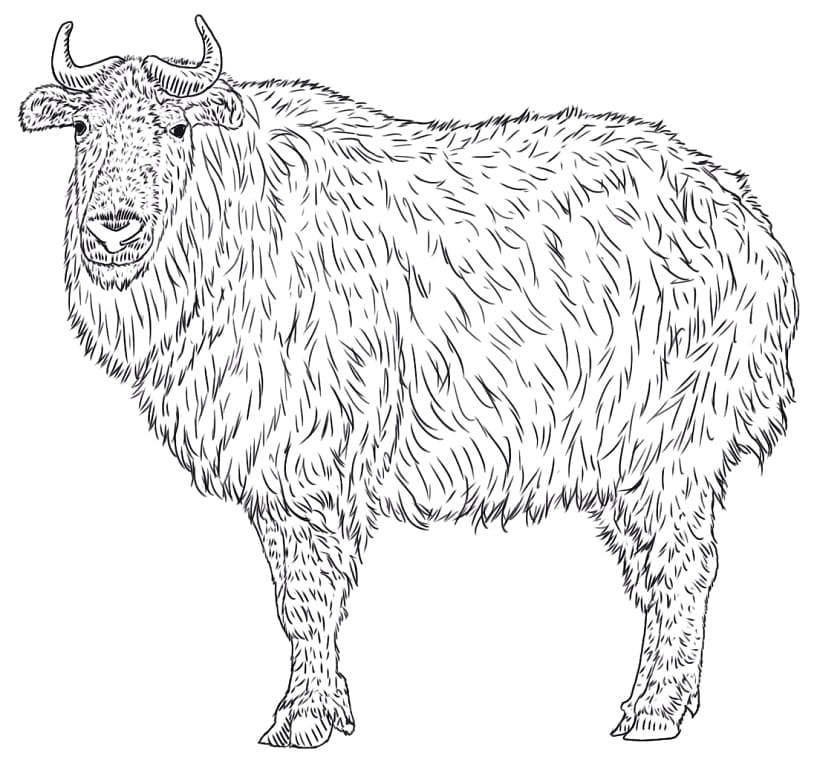 Sichuan Takin Coloring Page