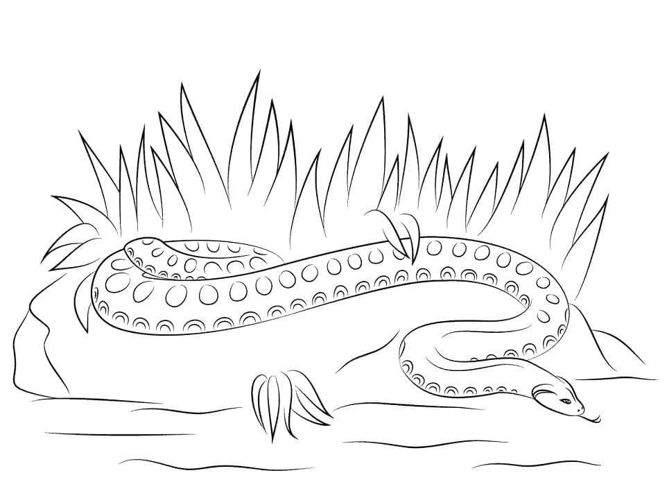 Simple Anaconda
