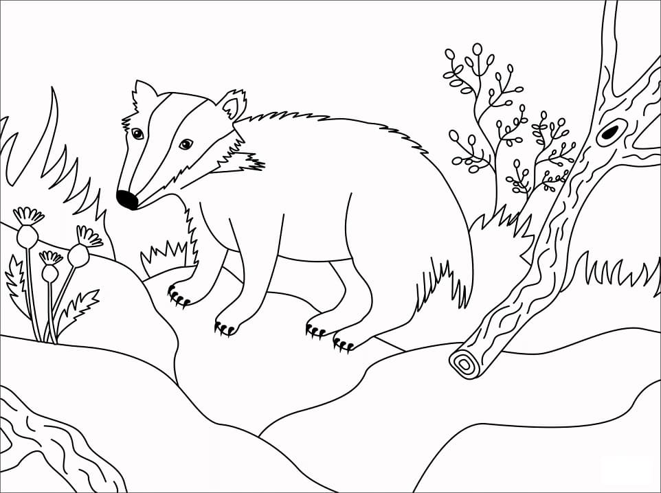 Simple Badger Coloring Page