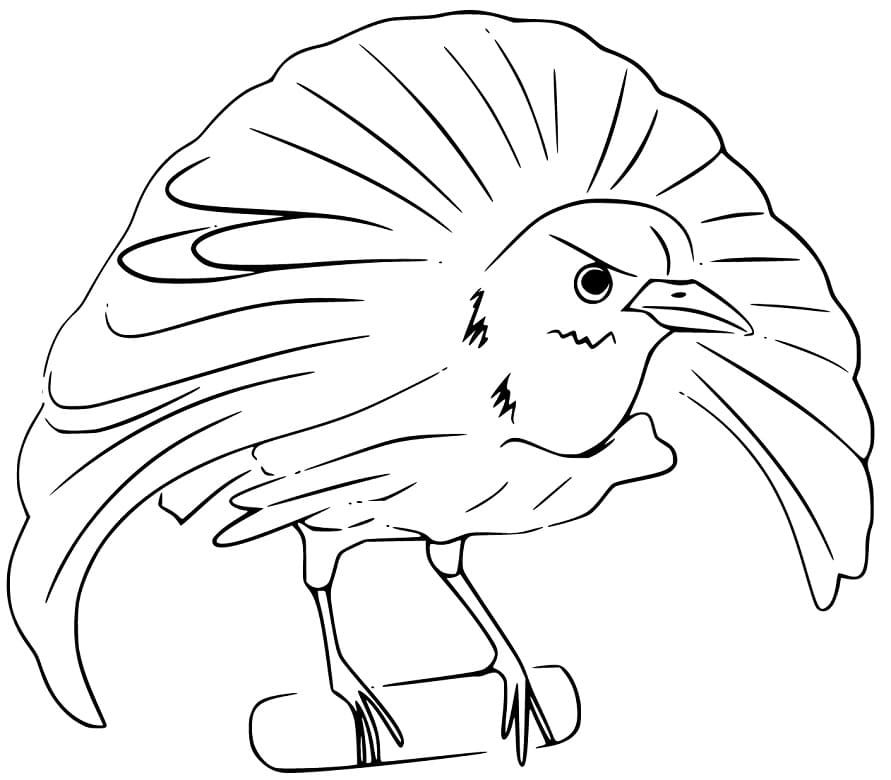 Simple Bird of Paradise Coloring Page