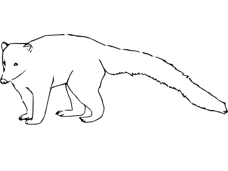 Simple Coati Coloring Page