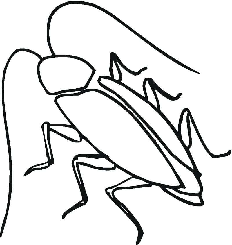 Simple Cockroach Coloring Page
