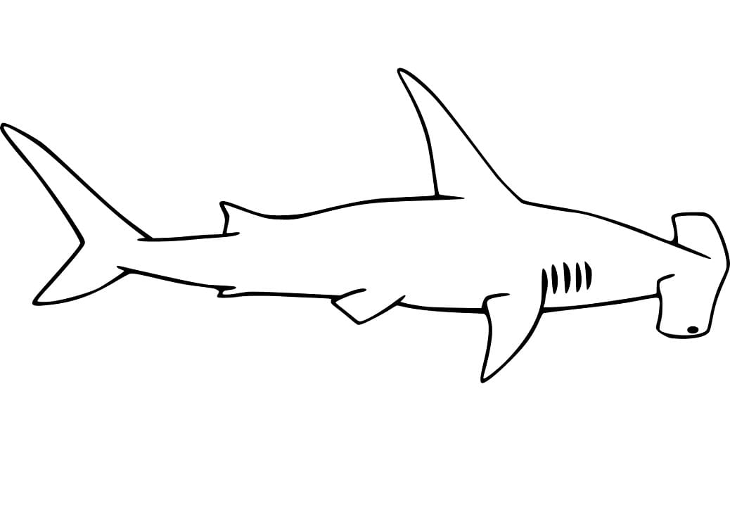 Simple Hammerhead Shark