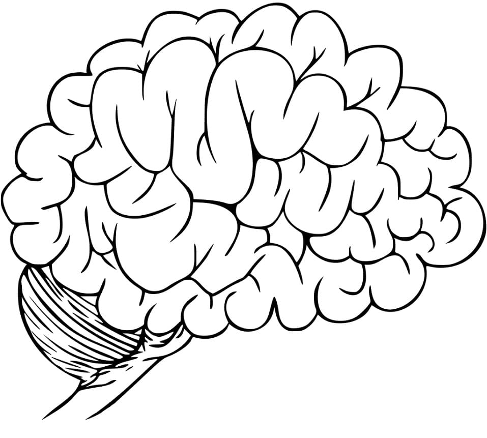 Simple Human Brain