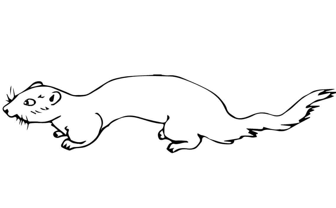 Simple Mink Coloring Page