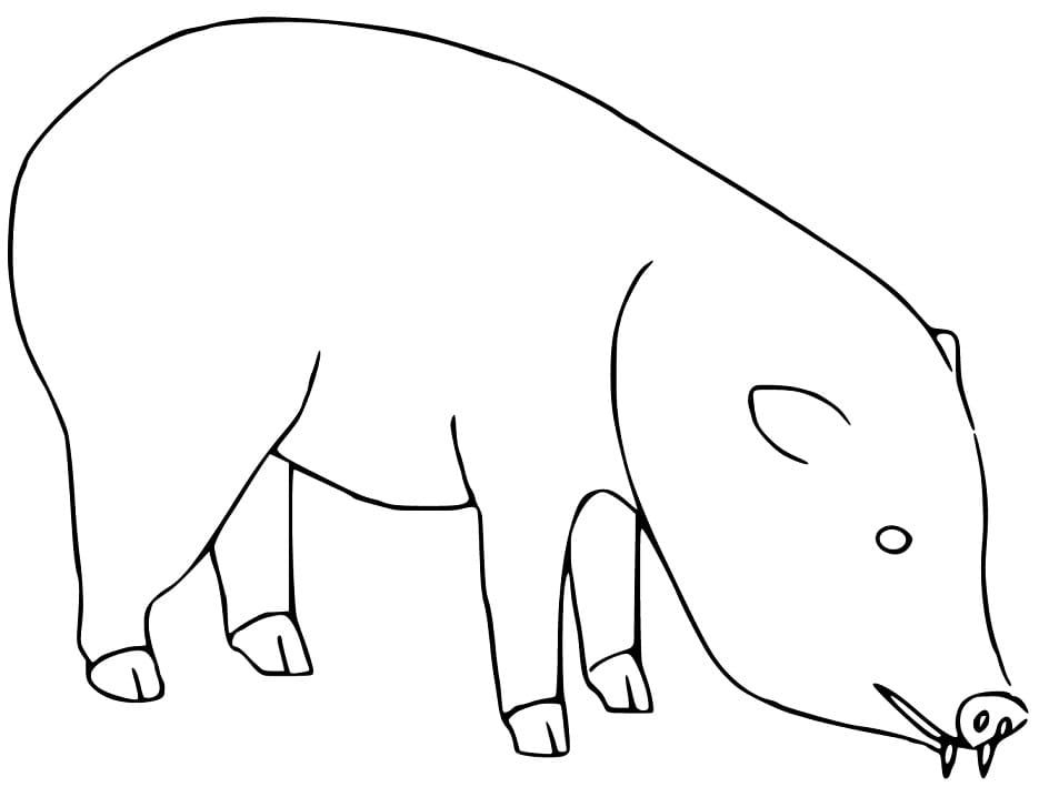 Simple Peccary Coloring Page